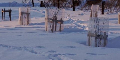 Kako zaštititi stablo jabuke od glodara zimi